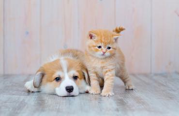 動物保護